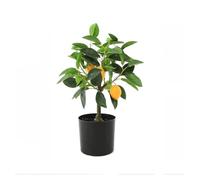 Artificial Tree Artificial Bonsai Tree Artificial Plastic Potted Plants Beautiful Faux Lemon Tree Plant Decoration Artificial Trees