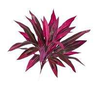 Artificial Tree, Flexible Stems, Dracaena Plant, C
