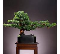 Artificial Trees Artificial Tree Fake Plant In Black Pot Artificial Plants Faux Bonsai Japanese Pine Bonsai Artificial Plants For Home Decor Indoor Office Desktop Display, Zen,Gold
