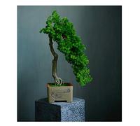 Artificial Trees grade Simulation to Tree Tree Bonsai Hotel Office Tea Several Live Hall Extreme Decoration Beautiful Items Potted plants