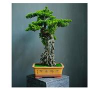 Artificial Trees grade Simulation to Tree Tree Bonsai Hotel Office Tea Several Live Hall Extreme Decoration Beautiful Items Potted plants