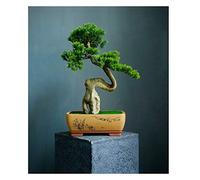 Artificial Trees grade Simulation to Tree Tree Bonsai Hotel Office Tea Several Live Hall Extreme Decoration Beautiful Items Potted plants