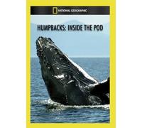Artist Not Provided - Humpbacks: Inside the Pod [DVD] [Region 1] [US Import] [NTSC]