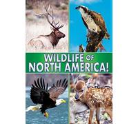 Artist Not Provided - Wildlife Of North America!