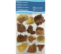 Artists Painting Natural Sea Sponges value pack - 12 pieces for Art & Craft, Paint, Hobbies, Effects, Ceramics, Pottery, Decorating, Sponging, Fine Art - Fine to Broad Texture,Sizes 1.5'-4,5'.