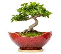 ARTKETTY Bonsai Pots - 9.06'' Ceramic Pots for Indoor Plants, Large Succulent Pots with Drainage Bamboo Tray, Unique Bonsai Tree Planters Round Cactus Flower Plant Container Bowl Home Office Decor