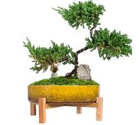 ARTKETTY Plant Pots - 29 CM Ceramic Bonsai Pot with Drainage, Large Succulent Plant Pot for Indoor Cactus Plant Garden Decorative Flower Pot with Stand