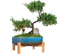 ARTKETTY Plant Pots - 29 CM Ceramic Bonsai Pot with Drainage, Large Succulent Plant Pot for Indoor Cactus Plant Garden Decorative Flower Pot with Stand