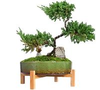ARTKETTY Plant Pots - Ceramic Bonsai Pot with Drainage, Large Succulent Plant Pot for Indoor Cactus Plant Garden Decorative Flower Pot with Stand