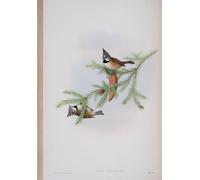 ARToPHIIU Abstract Art Picture Art Print Poster Painting for Wall Animal Bird Parus Cristatus Plate From the Birds of Great Britain by John Gould Painting on Canvas for Home Decor 60x90cm