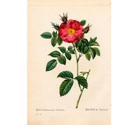 ARToPHIIU Abstract Art Picture Art Print Poster Painting for Wall Duchess of Portland rose Rosa portlandica Portland rose by Pierre Redouté Painting on Canvas for Home Decor 60x90cm