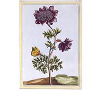 ARToPHIIU Abstract Art Picture Art Print Poster Painting for Wall Garden Anenome Windflower by Pierre Buchoz Painting on Canvas for Home Decor 60x90cm