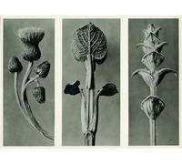 ARToPHIIU Abstract Art Picture Art Print Poster Painting for Wall Study Three Species Plant by Karl Blossfeldt Painting on Canvas for Home Decor 60x90cm