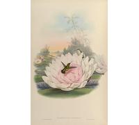 ARToPHIIU Famous Painting Picture Art Print Artwork Picture Animal Bird Chlorostilbon Poortmani by John Gould Poster Painting Art for Home Decor 60x90cm
