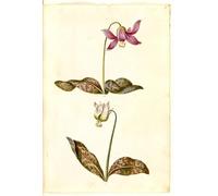 ARToPHIIU Famous Painting Picture Art Print Artwork Picture Erythronium Dog tooth by Hans Simon Holtzbecker Poster Painting Art for Home Decor 60x90cm