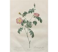 ARToPHIIU Famous Painting Picture Art Print Artwork Picture Les Roses: Rosa indica by Pierre Redouté Poster Painting Art for Home Decor 60x90cm