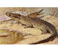 ARToPHIIU Famous Painting Picture Art Print Artwork Picture Nile Crocodile by After Wilhelm Kuhnert Poster Painting Art for Home Decor 60x90cm