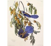 ARToPHIIU Famous Painting Picture Art Print Artwork Picture the Florida Scrub Jay From the Birds of America by John Jame Audubon Poster Painting Art for Home Decor 60x90cm
