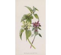 ARToPHIIU Famous Painting Picture Art Print Artwork Picture White and Red Dead Nettles by Frederick Edward Hulme Poster Painting Art for Home Decor 60x90cm