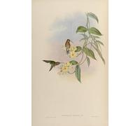 ARToPHIIU Famous Painting Picture Art Print Canvas Prints Art Animal Bird Phaethornis Obscura Phaethornis Idaliae by John Gould Oil Painting Artwork for Home Decor 60x90cm