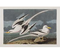 ARToPHIIU Famous Painting Picture Art Print Canvas Prints Art Illustration From birds of America by John Jamess Audubon Oil Painting Artwork for Home Decor 60x90cm