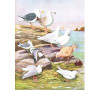 ARToPHIIU Famous Painting Picture Art Print Canvas Prints Art Illustration From the Natural History of Birds of Eastern by Louis Agassiz Fuertes Oil Painting Artwork for Home Decor 60x90cm