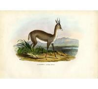 ARToPHIIU Vintage Canvas Painting Print Artwork Poster Print Artwork Black Grouse by Raimundo Petraroja Picture on Canvas for Home Decor 60x90cm