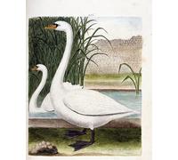 ARToPHIIU Vintage Canvas Painting Print Artwork Poster Print Artwork in Front the Swan and Behind Its Female by Francois Nicolas Maritinet Picture on Canvas for Home Decor 60x90cm