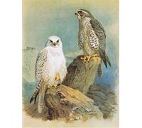 ARToPHIIU Vintage Wall Artwork Paintings Picture Artwork Poster Iceland Falcon and Greenland Falcon Pub by Archibald Thorburn Art Painting Picture for Home Decor 60x90cm