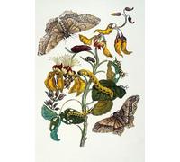 ARToPHIIU Vintage Wall Artwork Paintings Picture Artwork Poster M.s.merian Coral Tree and Silk Spider by Maria Sibylla Merian Art Painting Picture for Home Decor 60x90cm