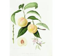 ARToPHIIU Vintage Wall Artwork Paintings Picture Artwork Poster the Conudray Nectarine by William Hooker Art Painting Picture for Home Decor 60x90cm