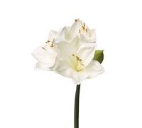 artplants.de Artificial Amaryllis spray, white, 22"/55cm - Silk amaryllis/Artificial flower