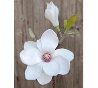 artplants.de Artificial magnolia FEMI, white, 14"/35cm, Ø4.7"/12cm - Artificial branch - Fake flower