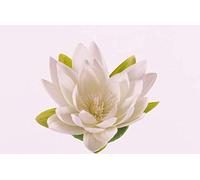 artplants.de Artificial Water lily SCILLA, floating, cream, Ø 6 / 16cm - Floating flower/Silk flower
