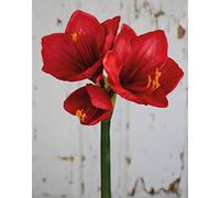artplants.de Fake Amaryllis YOLANTE, red, 70 cm, Ø 23 cm - False Amaryllis