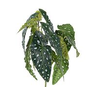 artplants.de Fake polka dot begonia HANSE on spike, green-white, 16"/40cm - Begonia maculata/Artificial exotic plant