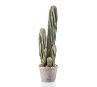 artplants.de Faux San Pedro cactus DACON in decorative pot, green, 55cm- Fake Echinopsis pachanoi/Artificial plants cactus