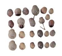 ARTSEWPLY 24pcs Natural Dried Nuts Christmas Garland Accessory for Wreath and Photo Frame Decoration, Mini Rustic Craft Ornaments for Holiday DIY, Random Size Pack
