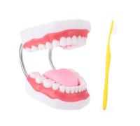 ARTSEWPLY Educational Enlarged Teeth Model with Toothbrush for Smooth Surface Teaching Aid Interactive Teeth Cleaning Plaything for Parent Learning and Oral Care Education