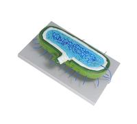 ARTSEWPLY Enlarged Animal Cell Model with Nucleus and Organelles Biology Teaching Kit for Classroom Use Interactive Educational Science Structure for Student Learning