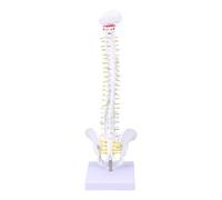 ARTSEWPLY Flexible Human Spine Model for Medical Training with Detailed Vertebrae and Nerve Roots PVC Anatomy Spine for Doctor Nurse Student Practice and Teaching Display