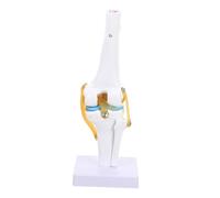 ARTSEWPLY Functional Anatomical PVC Medical Teaching Aid with Realistic Bending Motion for Student Biology Therapy Demonstration