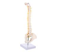ARTSEWPLY Human Spine Model with Pelvis and Herniated Lumbar Disc Flexible PVC Vertebral Column Anatomy Model for Medical Students Doctors Nurses Detailed Nerve Roots and Spinal Arteries