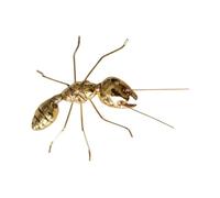 ARTSEWPLY Small Alloy Ant Sculpture Figurine Solid Metal Insect Ornament with Elegant Design Marble Alloy Craft Home Decor for Living Office Dorm and Hotel Display