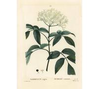 ARTXLXXBN Famous Art Print Poster Vintage Wall Art Black elder or European elderberry Sambucus nigra by Pierre Redoute Canvas Art Poster for Home Decor 60x90cm
