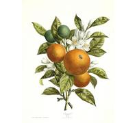 ARTXLXXBN Famous Art Print Poster Vintage Wall Art Citrus Aurantiacus Orange by Georg Dionysius Ehret Canvas Art Poster for Home Decor 60x90cm