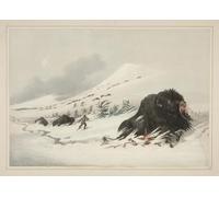ARTXLXXBN Famous Art Print Poster Vintage Wall Art Dying Animal Animal in Snow Drift by George Catlin Canvas Art Poster for Home Decor 60x90cm