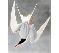 ARTXLXXBN Famous Art Print Poster Vintage Wall Art Great Tern Sterna Hirundo by John Jamess Audubon Canvas Art Poster for Home Decor 60x90cm