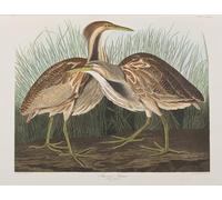 ARTXLXXBN Famous Art Print Poster Vintage Wall Art Illustration From Birds of America by John Jame Audubon Canvas Art Poster for Home Decor 60x90cm