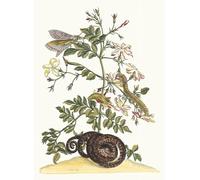 ARTXLXXBN Famous Art Print Poster Vintage Wall Art Jasminum Grandiflorum by Maria Sibylla Merian Canvas Art Poster for Home Decor 60x90cm